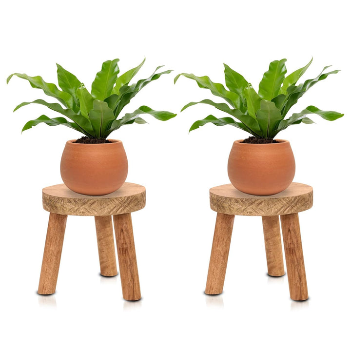 3 legged wooden stand combo